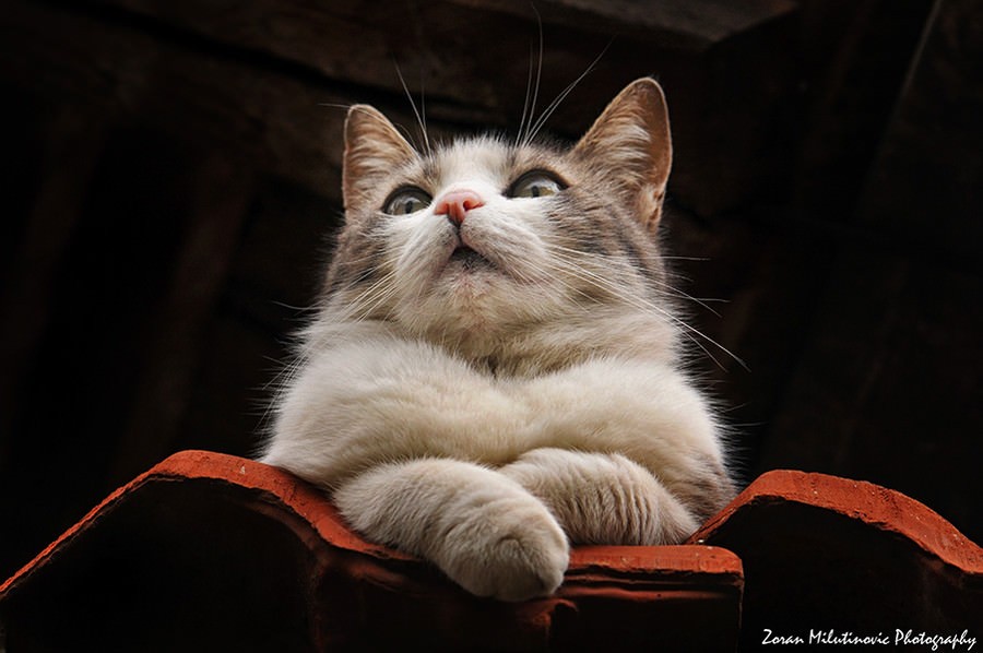 21 conseils pour réussir d'incroyables photos de chats