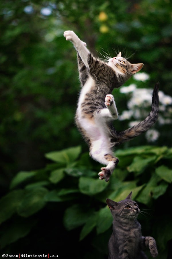 21 conseils pour réussir d'incroyables photos de chats