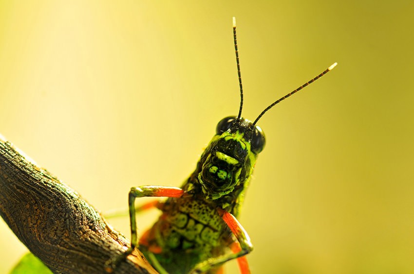 Photographier les insectes : Contrôlez la lumière