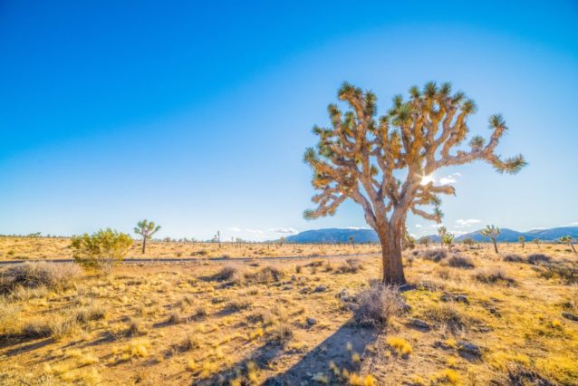 Nos conseils pour prendre des photos en plein soleil