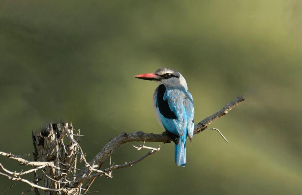 Filtres gradués : oiseau posé sur une branche