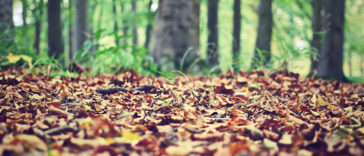 10 conseils pour des photos d'automne réussies (II)