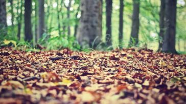 10 conseils pour des photos d'automne réussies (II)