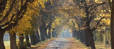 10 astuces pour des photos d'automne réussies (I)