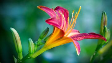 20 photos de fleurs pour vous inspirer au printemps