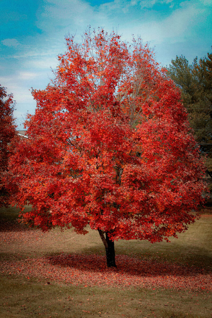 15 idées créatives pour photographier l'automne