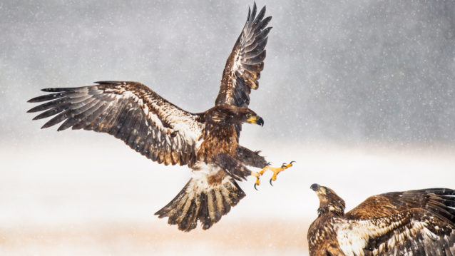Conseils pour photographier des animaux sauvages dans la neige