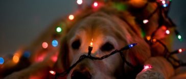 40 photos de Noël originales et créatives pour vous inspirer