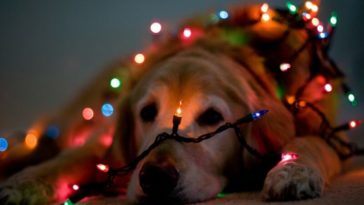 40 photos de Noël originales et créatives pour vous inspirer