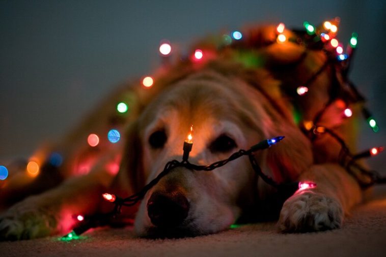 40 photos de Noël originales et créatives pour vous inspirer